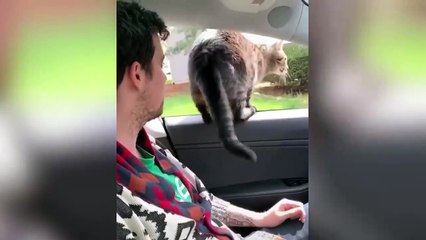 BEST DANK CAT MEMES COMPILATION OF 2024