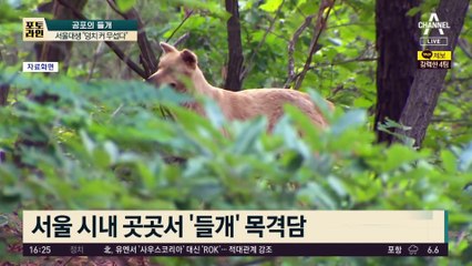 서울대 덮친 ‘들개의 공포’…학생들 “덩치 커서 무섭다”
