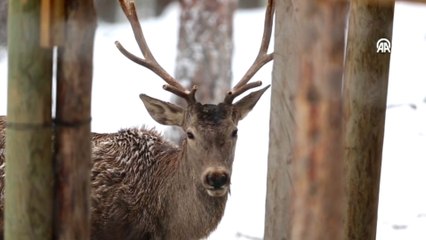 Eskişehir'in yüksek kesimlerinde doğal yaşam
