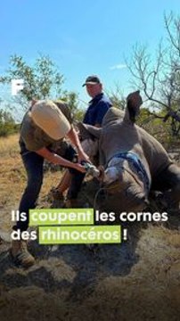 Mais pourquoi coupent-ils les cornes des rhinocéros ? #science