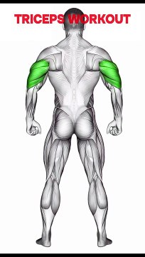 Triceps Workout at Gym #tricepsworkout #gymfitness #armday #workoutguide #shorts #shortsfeed