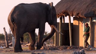 Tourist comes face-to-face with an elephant leaving the TOILET block