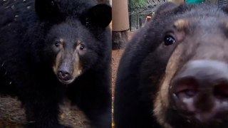 Orphaned Black Bear Finds a NEW HOME!