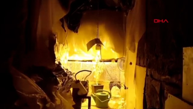 Evine, Skunk bitkisi yetiştirmek için iklimlendirme sistemi kurmuş