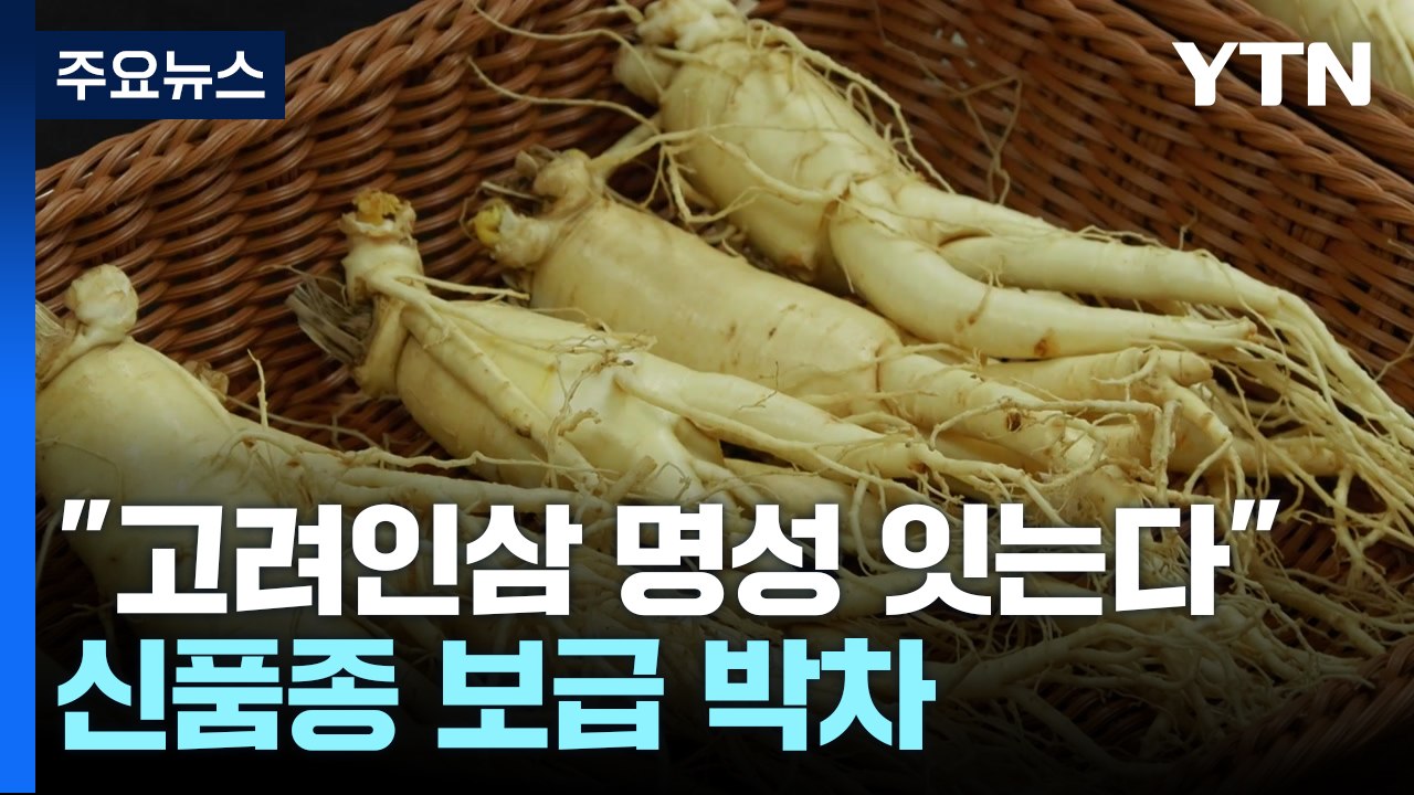 [녹색] "고려인삼 명성 잇는다"...신품종 보급 박차 / YTN