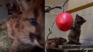 Adorable Rescued Mountain Lion Cub Plays with Toy!