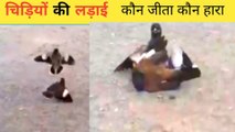 Birds fight | पक्षियों की लड़ाई | pakshiyon ki ladai | birds