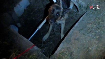 Video: In fondo ad una buca, una creatura lotta per vivere. I soccorritori ci mettono 3 ore per tirarla fuori