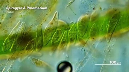 #تاريخ_الميكروسكوبات