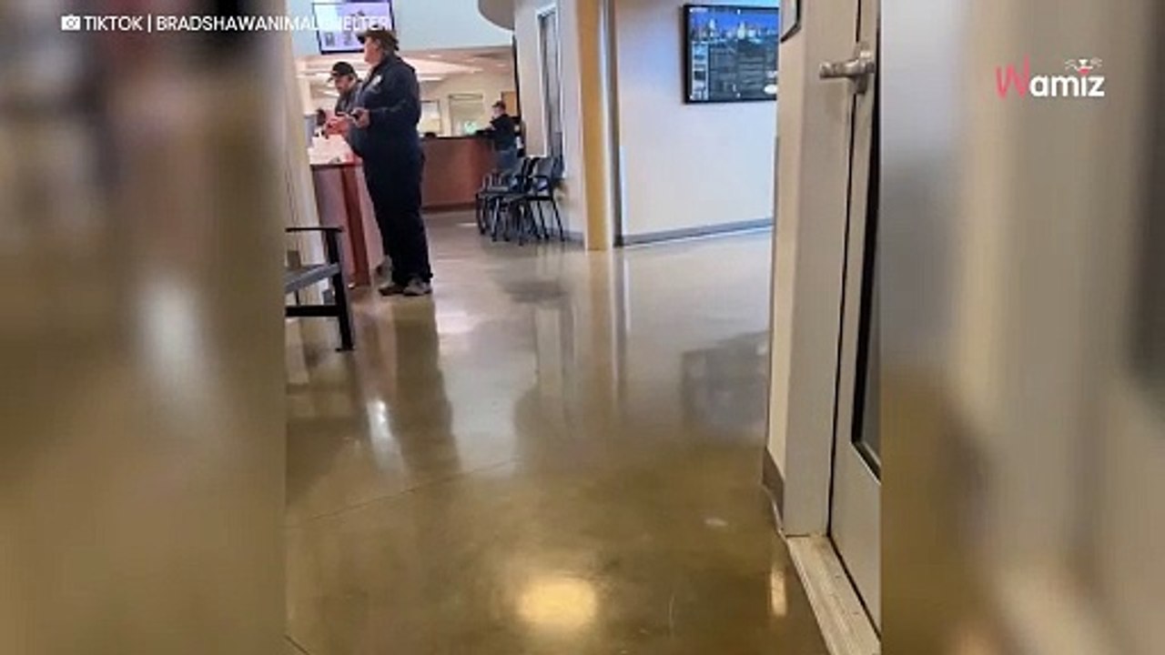 Un chien de refuge désespère de trouver une famille : son regard fait pleurer plus de 47K d’internautes