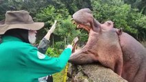 Hipopótamo Dino vai ao dentista: veja como foi o corte do dente