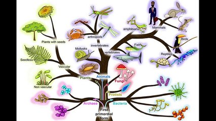 #علم_تصنيف_اللافقاريات