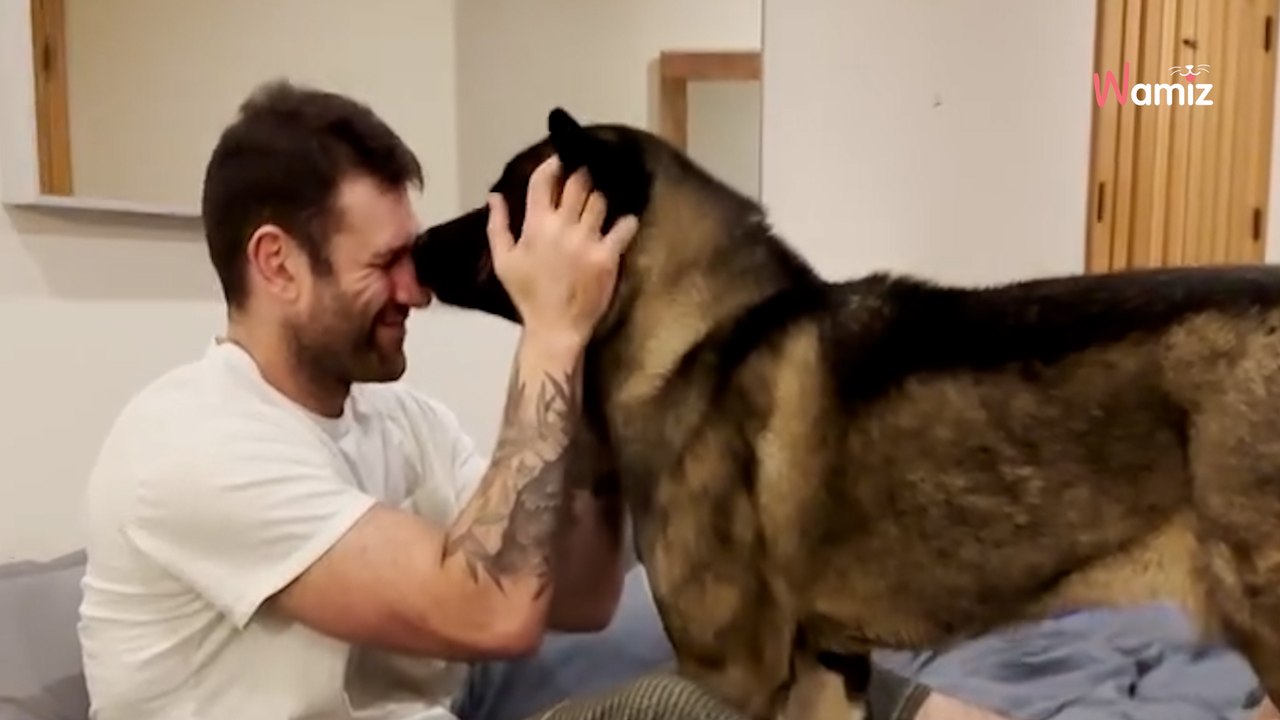 Wypadek samochodowy okazał się dla tego psa rasy akita wybawieniem