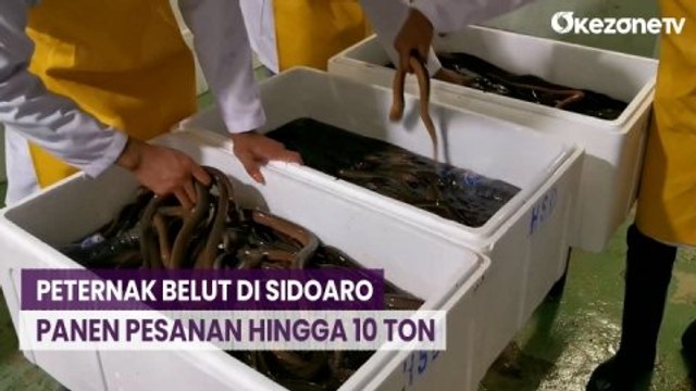 Jelang Imlek, Peternak Belut di Sidoaro Panen Pesanan dari China hingga 10 Ton