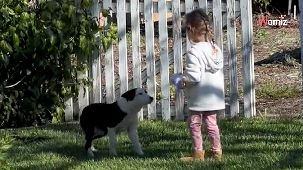 Un chien errant a un coup de coeur sur une petite fille : leur histoire bouleverse tout le monde (vidéo)