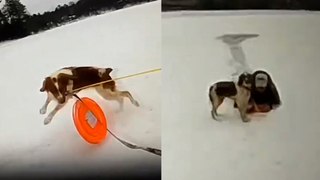 Dog helps save his owner from an icy pond