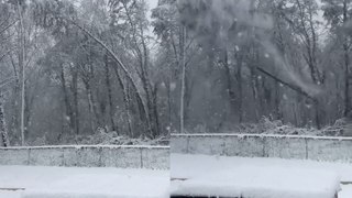 Tree Appears to EXPLODE as it snaps from snow