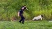 Police officer takes tumble chasing runaway sheep on side of motorway