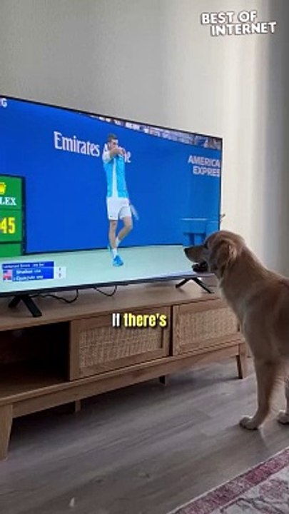 A Dog's Delightful Sports Spectacle!  || Best of Internet