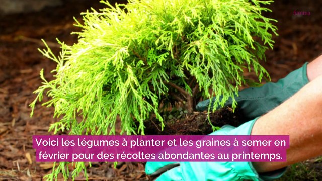Potager : que faut-il planter et semer au mois de février ?