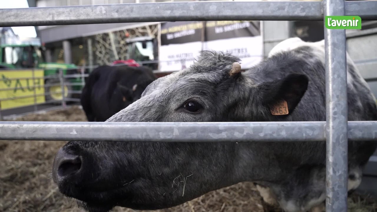 Hugo avec ses vaches à la capitale pour que les Bruxellois comprennent mieux son métier