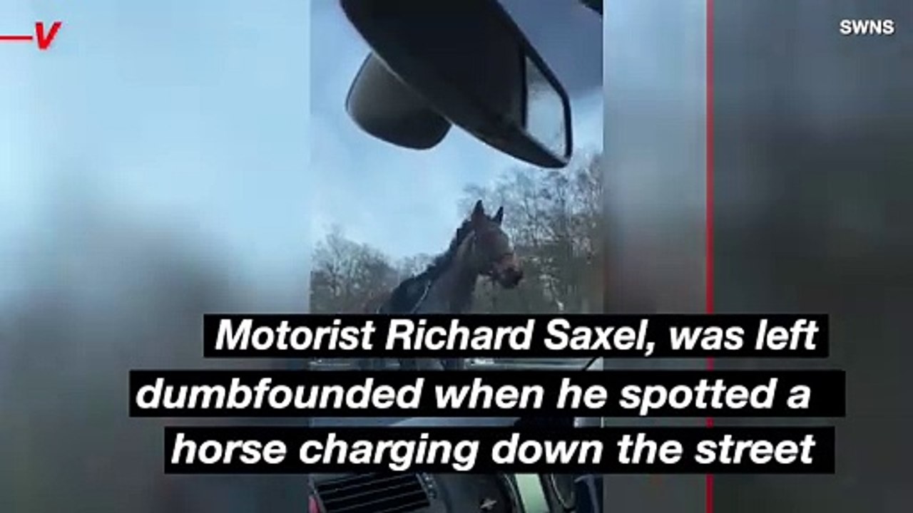 Horse Spotted Galloping Down Dual Expressway in Wrong Direction