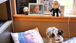 This Dog is OBSESSED with Henry Cavill