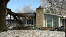 Qué Hacer Si Un Árbol Cae Sobre Tu Casa