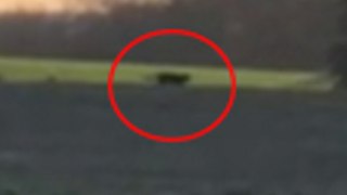 'Big cat' caught on camera in British field in 'incredible' sighting experts say