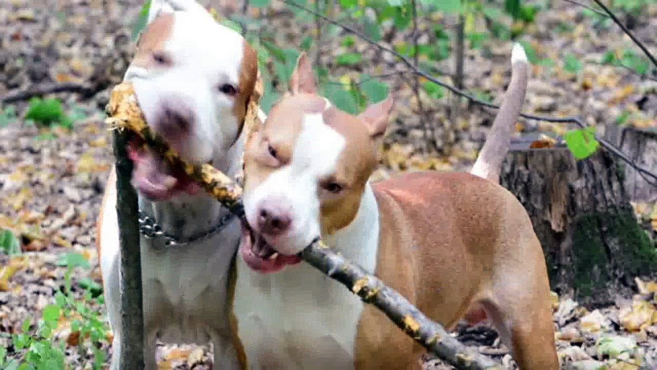 Dogs playing in the forest