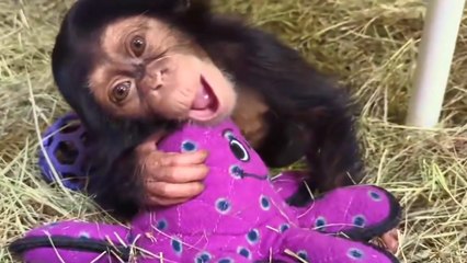 This baby chimpanzee is so cute!