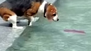 Determined pup tries to rescue her TOY stuck in a water fountain