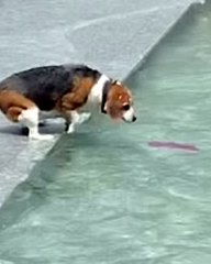 Determined pup tries to rescue her TOY stuck in a water fountain