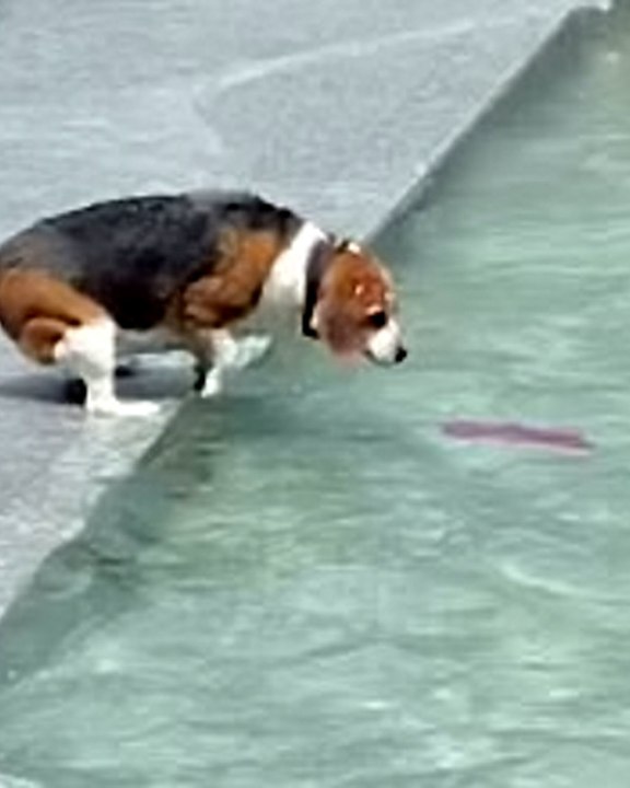 Determined pup tries to rescue her TOY stuck in a water fountain