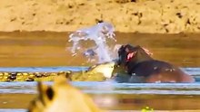 Crocodile attacked hippo