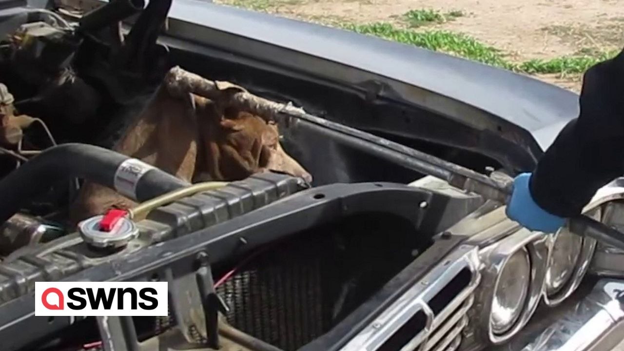 Dog rescued after finding itself lodged inside engine bay
