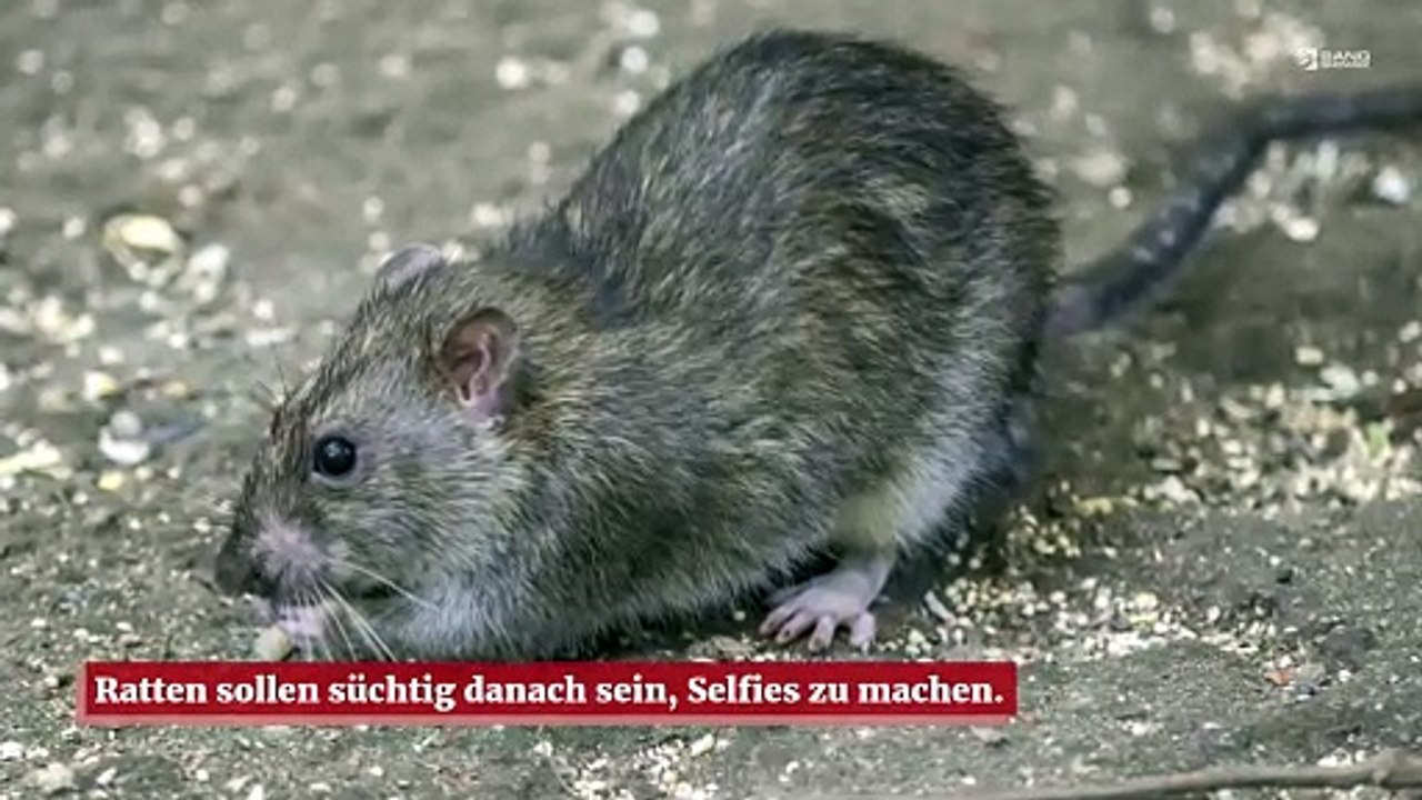 Ratten lieben es, Selfies zu machen