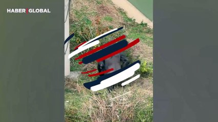 Kilit altında tutulan gorilin davranışları yürekleri yaktı