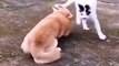 cat protect her kittens| cats fight for her kittens| cute cats