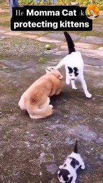 cat protect her kittens| cats fight for her kittens| cute cats