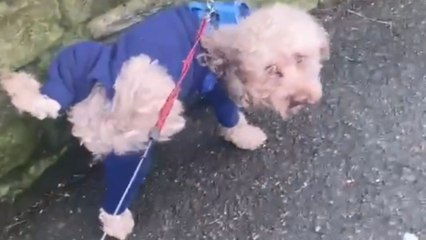 Poodle walks on its front paws after taking a piss *Hilarious*