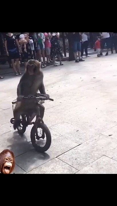 Very funny monkey 