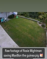 Video: El impactante momento en que una niña se enfrenta con una serpiente para salvar a su mascota 