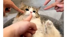 Follow_@super_meowrio_for_more_hilarious_content!___Slide_into_our_DMs_for_Paid_Promotions___Exciting_Collaborations___❓_Credit_Unknown__Kindly_