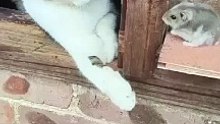 _._._._.__#cat_#cats_#catsofinstagram_#of_#catstagram_#catlover_#catlife_#instagram_#catlovers_#kitten_#instacat_#kitty_#pet_#cute_#love_#meow