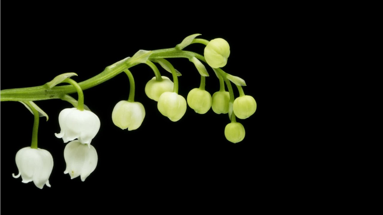 Elle utilise du muguet pour tenter d'empoisonner la boisson de son mari, puis se fait piéger par une caméra espion
