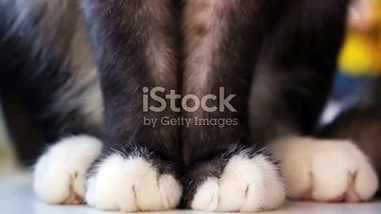 invideo-ai-1080 Paws of Autumn_ A Heartfelt Tribute 2024-01-01 (1)