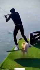 Funny Animal Videos Of The Day 0030_ ---- _fyp _memes _memedaily _dankmemes.2024