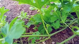 Plants & vegetable __ Vlog- 148 __ Brinjal __ Bitter melon __ Bottle gourd