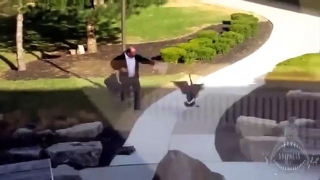 Goose chasing people - funny geese attack compilation